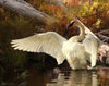 Dustin Van Wechel: Painting Wildlife: Birds and Waterfowl